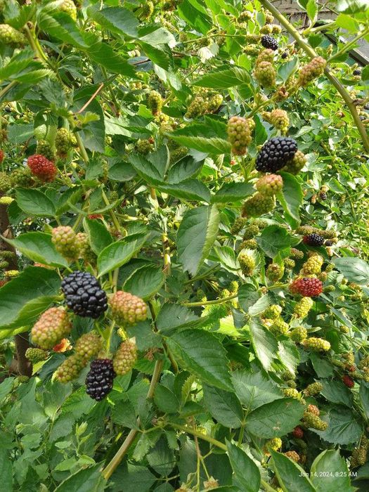 Ежевика безшипная ранняя саженцы