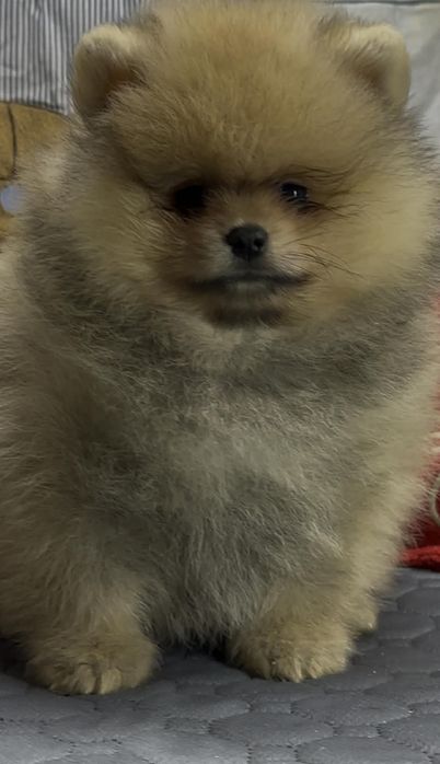 Собака-улыбака,померанчик для вас