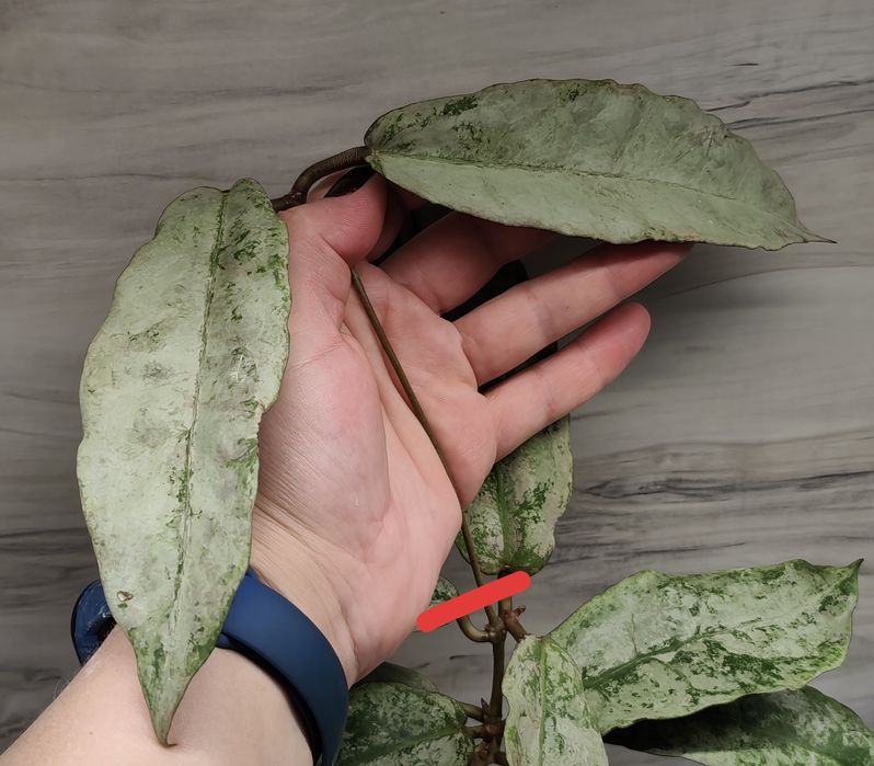 Хойя Hoya Mitrata Silver, Latifolia silver та ін.