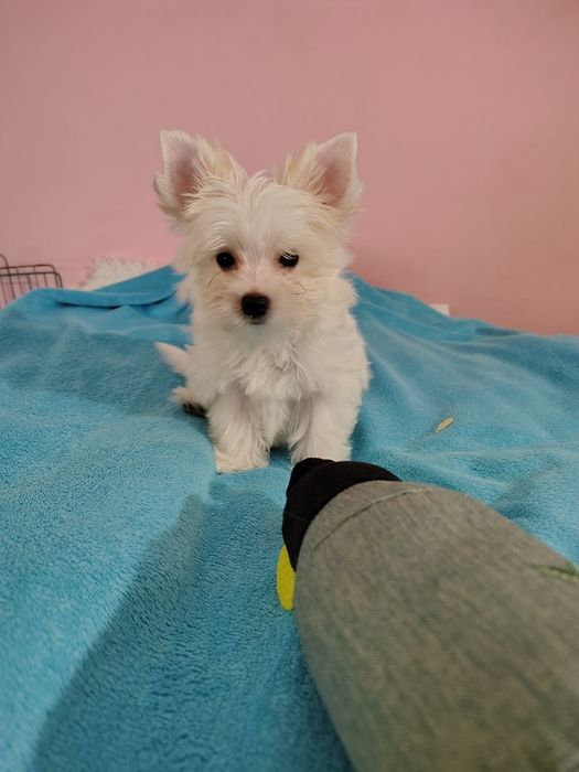 JASPER piękny piesek Yorkshire terrier Golddust