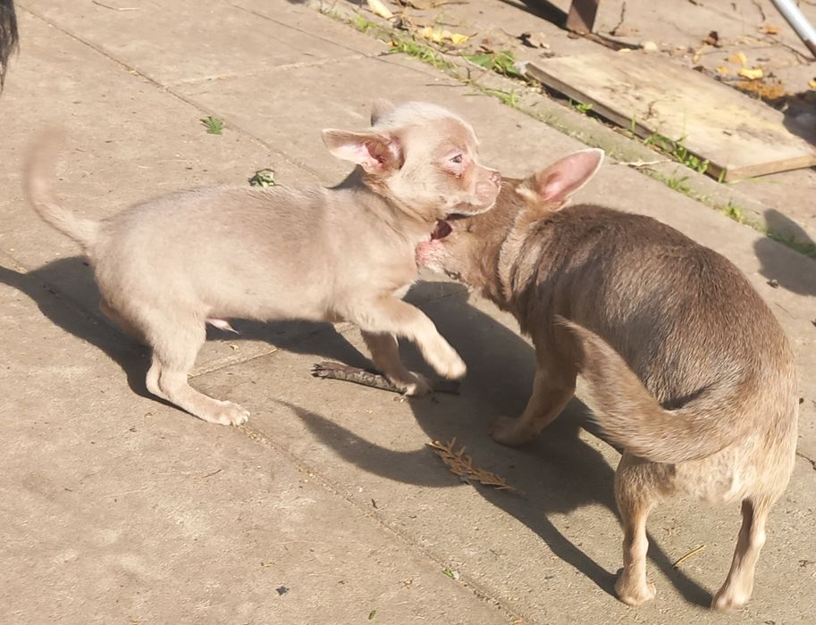 Chihuahua samiec liliowy krótkowłosa