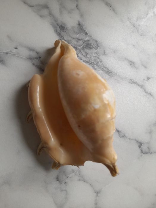 Сувениры ракушки.