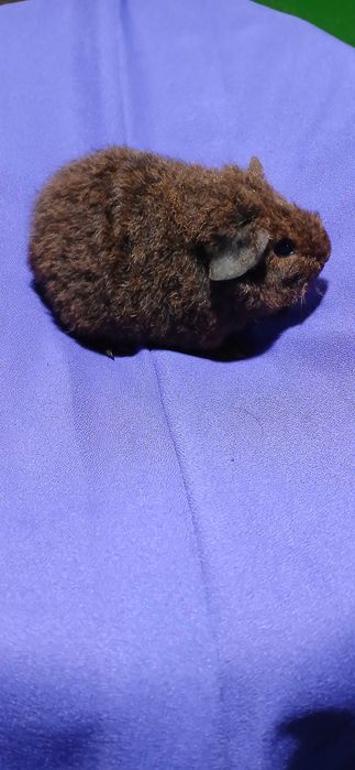 Морська свинка, Тедді.