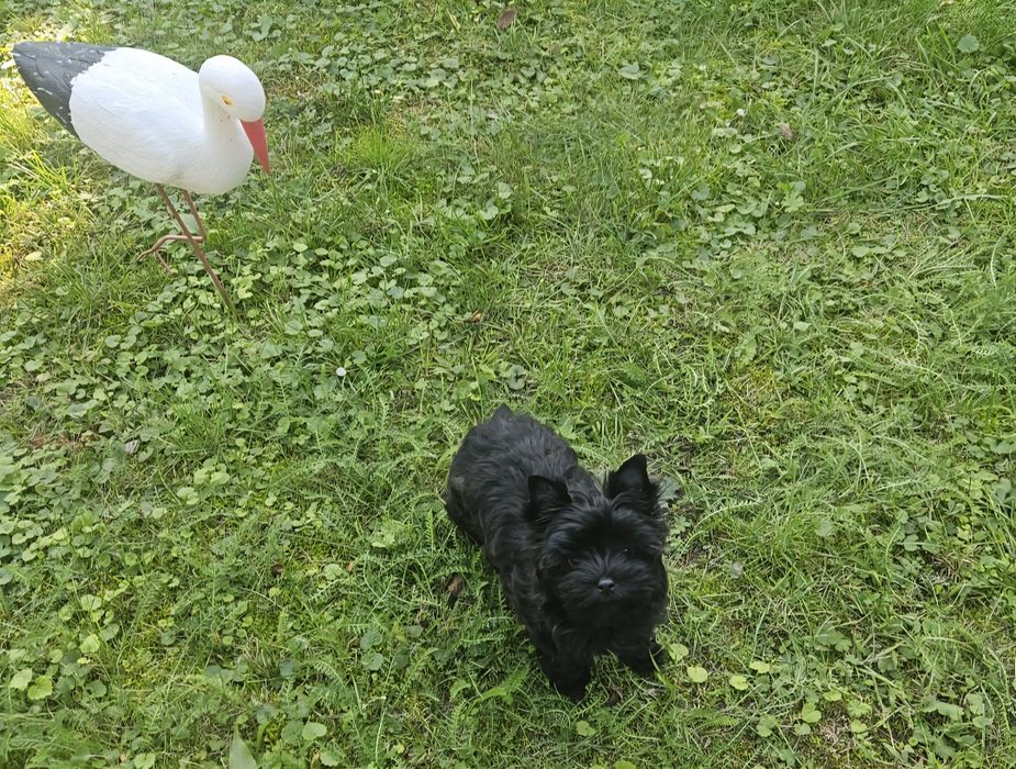 Piesek Yorkshire Terrier badania DNA
