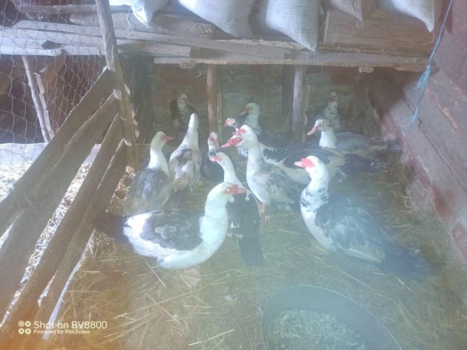 Інкубаційні яйця яєчних курей домінант 107