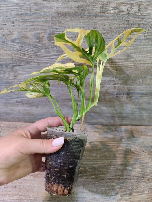Монстера Адансонії варіагатна, Monstera Adansonii variegata