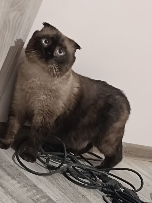 Кошенята, шотландці