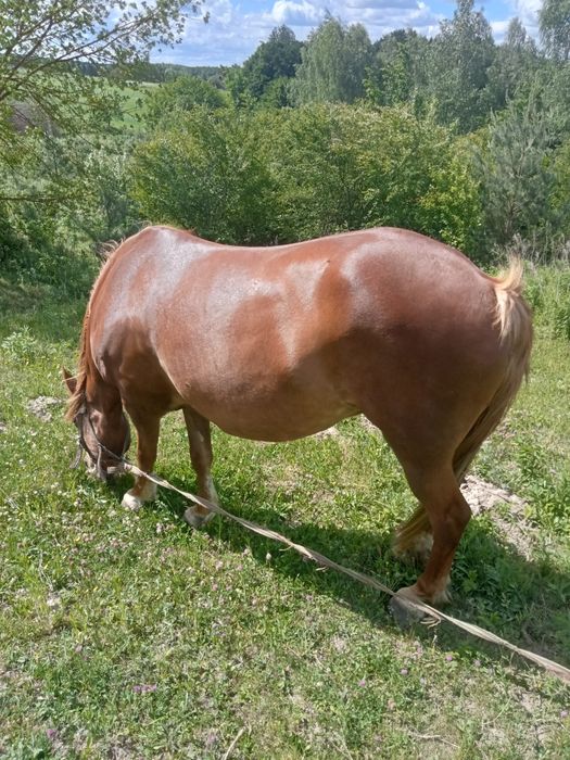 Продам робочу кобилу 6 років