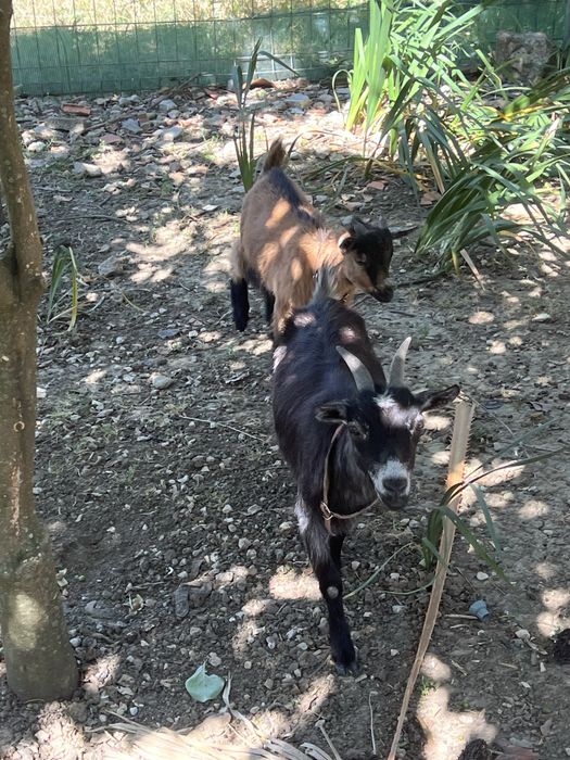 Bode anão castanho e preto