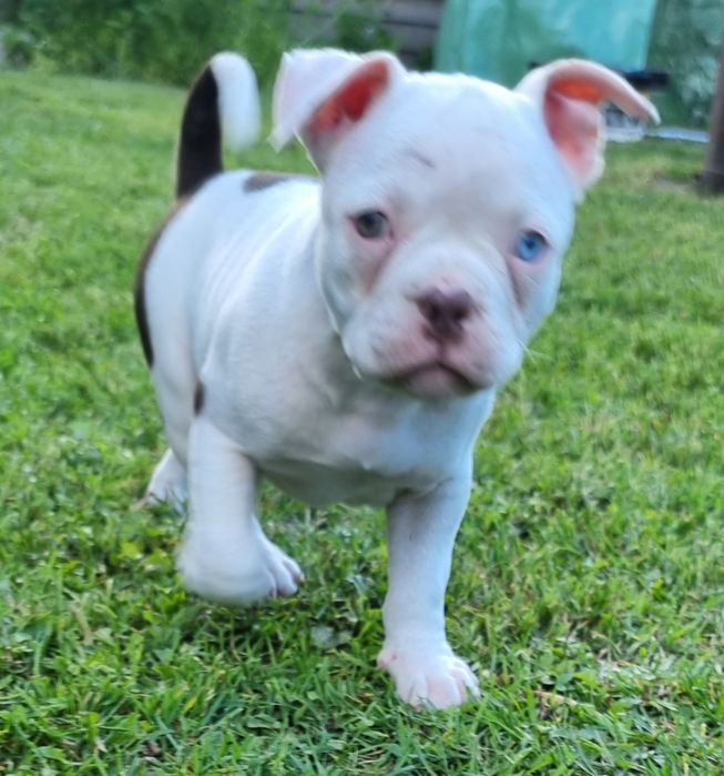 Śliczny American Bully