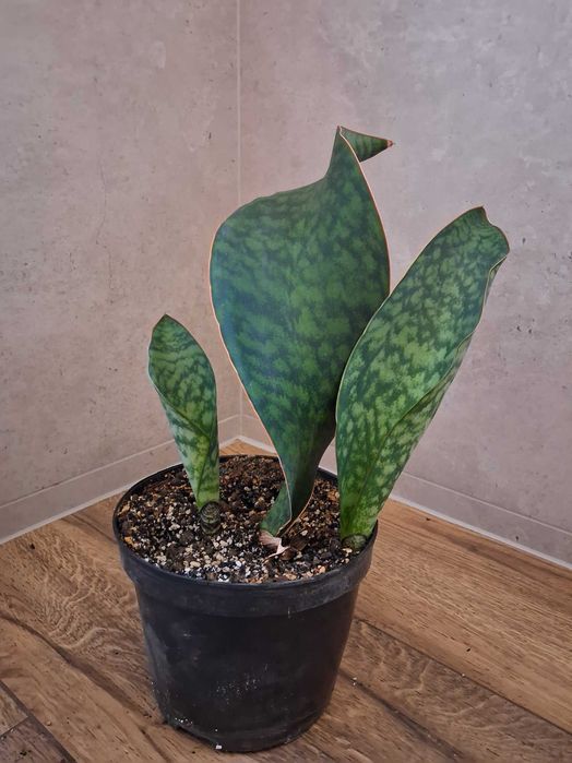 Sanseveria masoniana