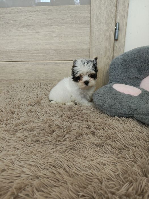Yorkshire terrier biewer piesek