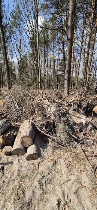 Oddam Karpy, brzoza, sosna