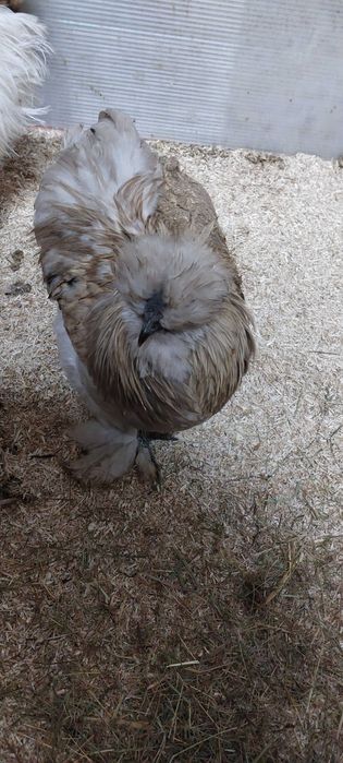 Kogut Kura ozdobne Silka jedwabista i satynowa, Gołoszyjki