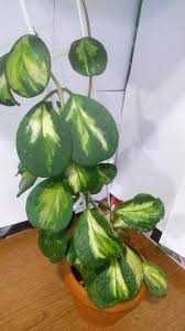 Хойя Обовата Варієгата