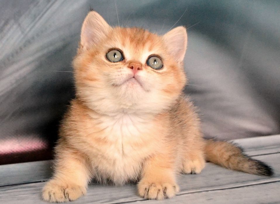 Британський котик в золотi