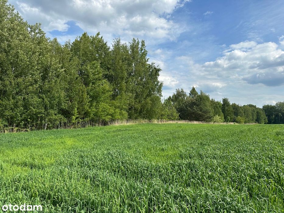 Piękna słoneczna działka budowlana na wzgórzu WZ k. Staszów - Widok 3