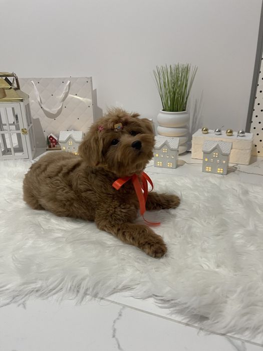 Помапу — Лише 4 дівчинки! Ідеальна можливість