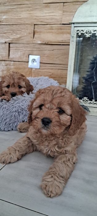 Cavappo -czekoladowy  piesek