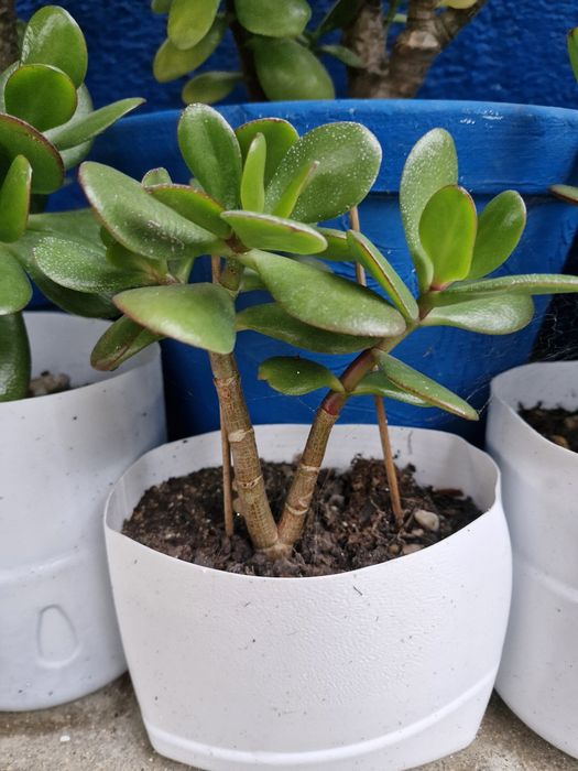 Jade Árvore do Dinheiro e da Propriedade