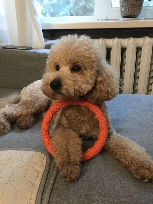 Вязка собак той пудель