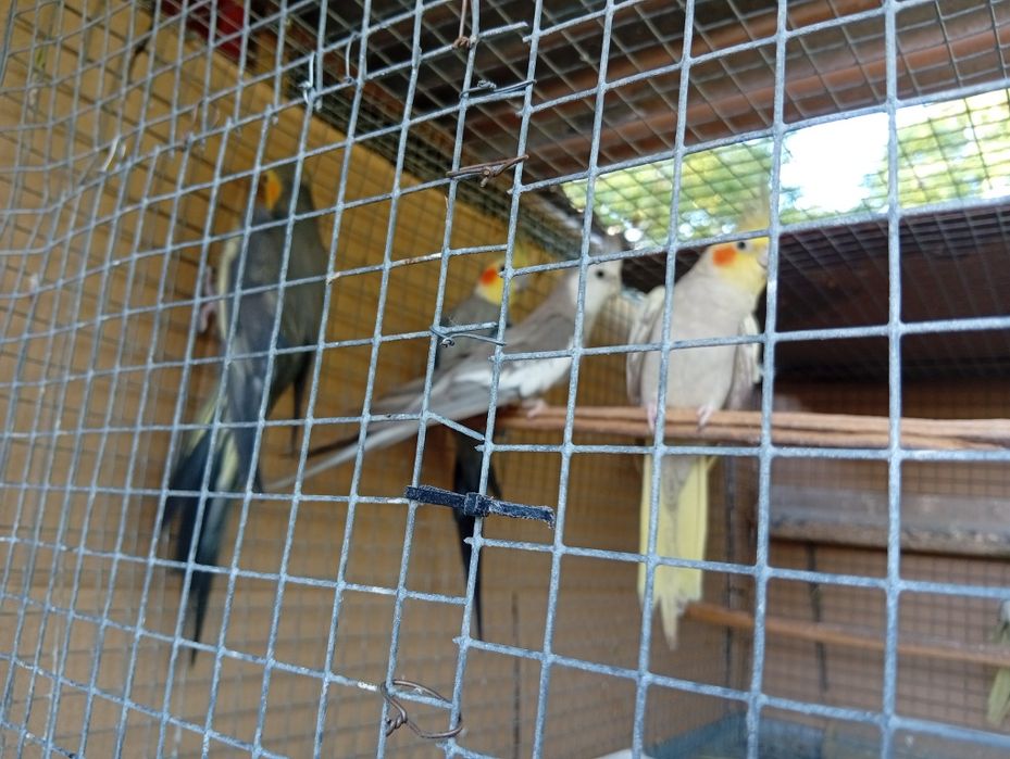Caturras para venda !