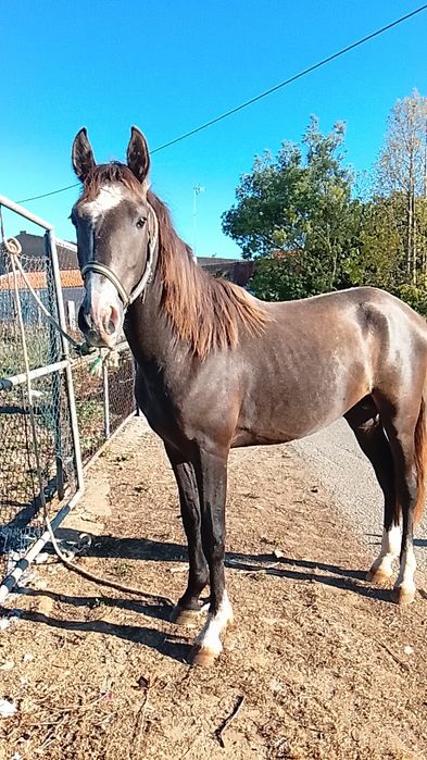 Poldro lusitano com 30meses