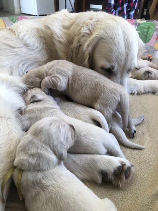 Golden Retriever com LOP