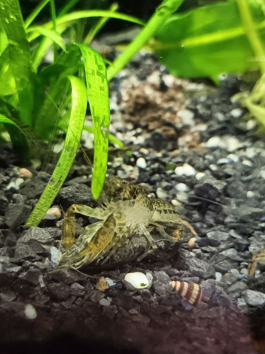 Raki miniaturowe Cambarellus Texanus