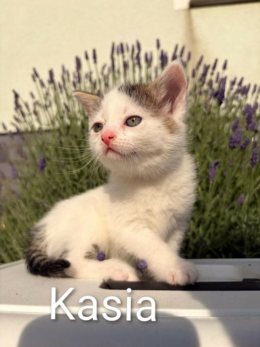 Cudne kociaki do adopcji.