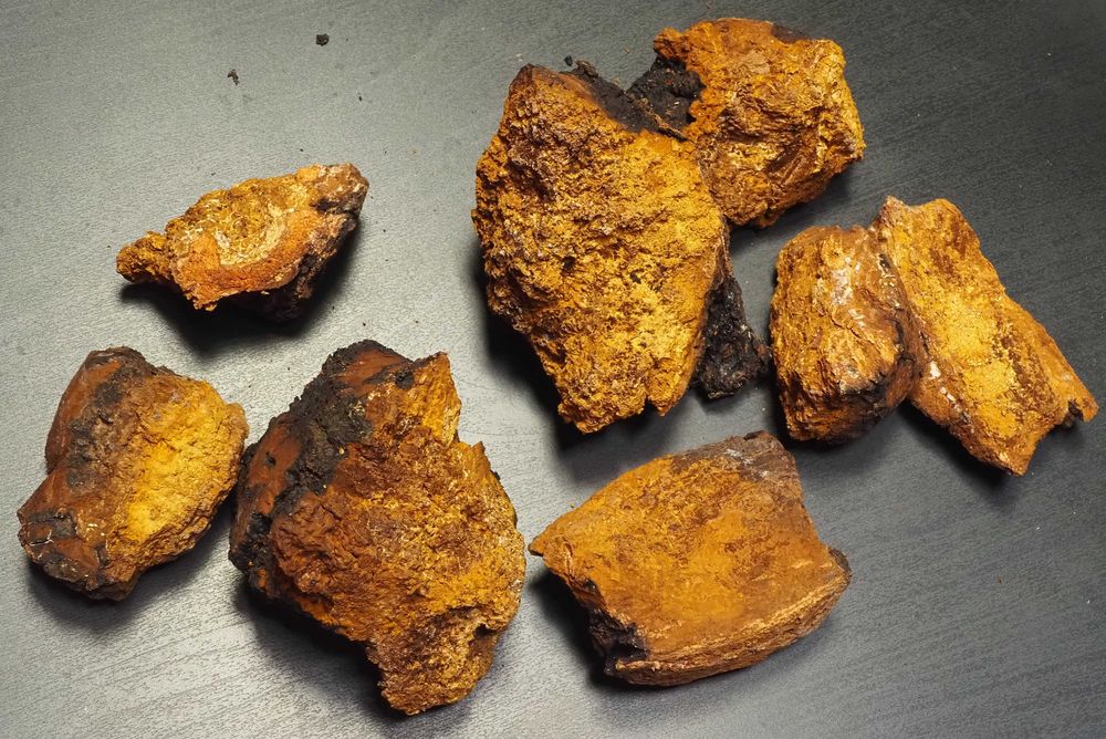 Błyskoporek podkorowy  [czaga, chaga] - duże, suszone kawałki