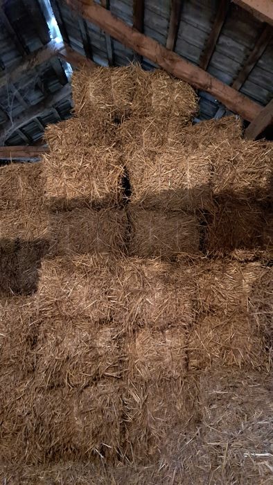 Słoma pszeniczna duże kostki