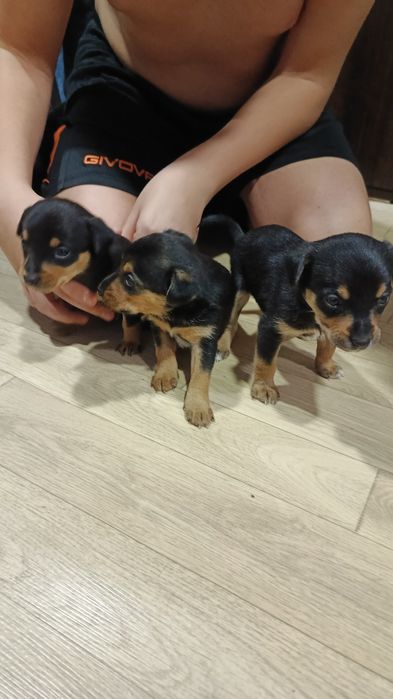Віддам цуценят міні пінчера.