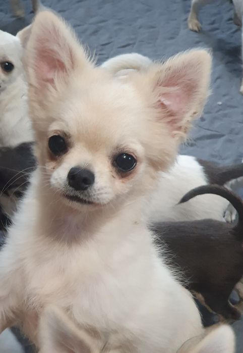 Девочка длинношерстная чихуахуа