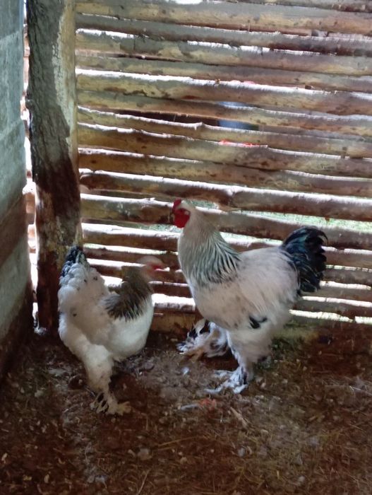 Brahmy gronostajowe