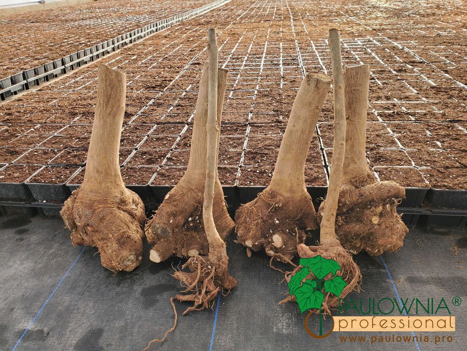 Paulownia Stump XXL raiz descoberta. Oferta Inverno 2025