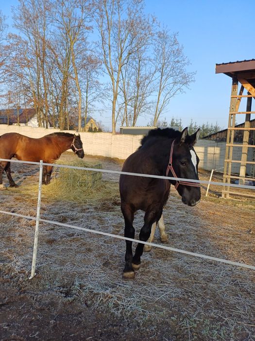 Źróbek zimnokrwisty