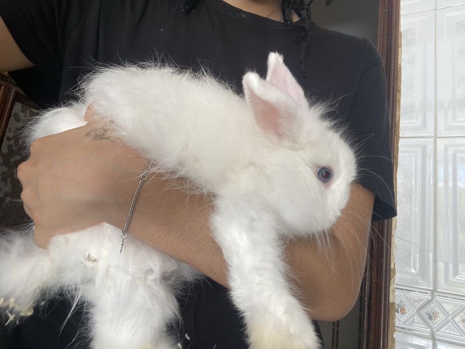 Coelho Anão Lionhead Branco – 3 Meses