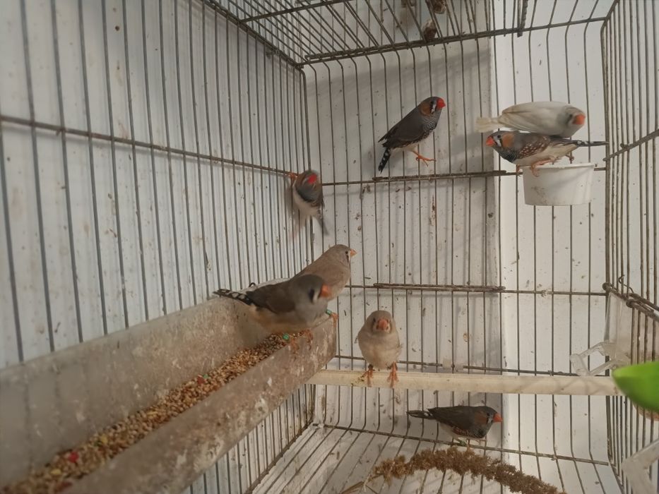 Mandarins para ceder