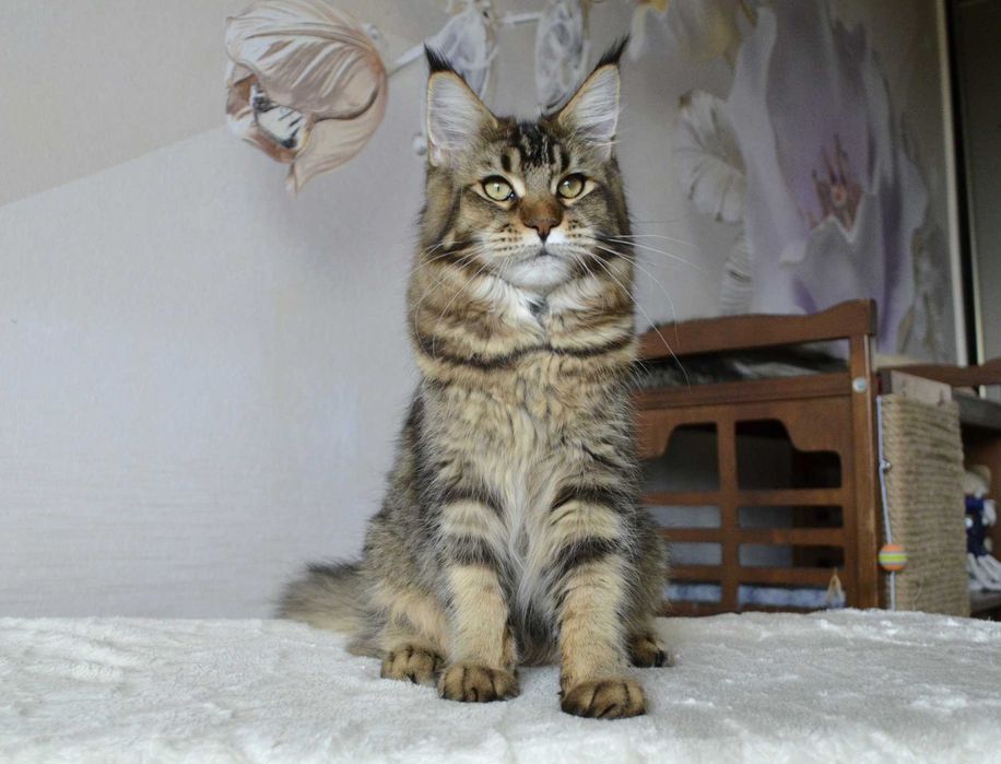 Девочка Taisa. Мейн кун