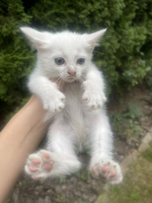 Кошенята , котики