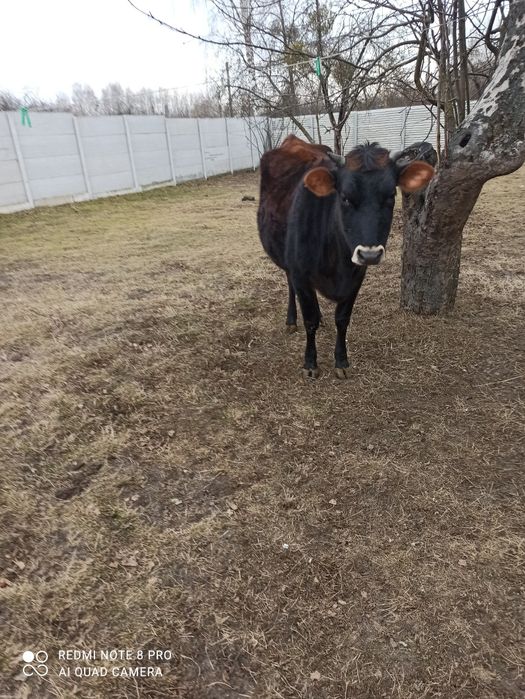 Прода корівку джесіку
