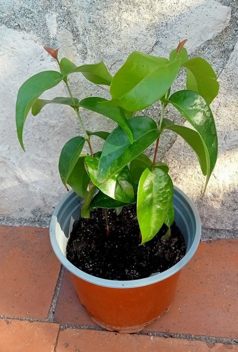 Pitangueira em vaso