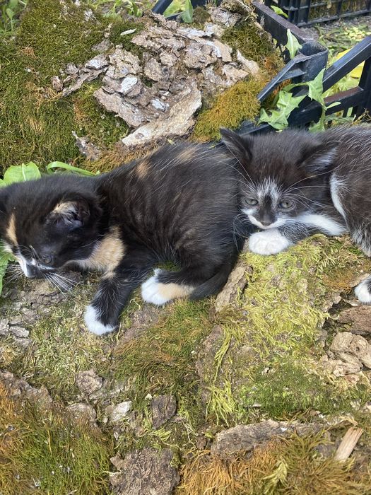 Котики шукають дім