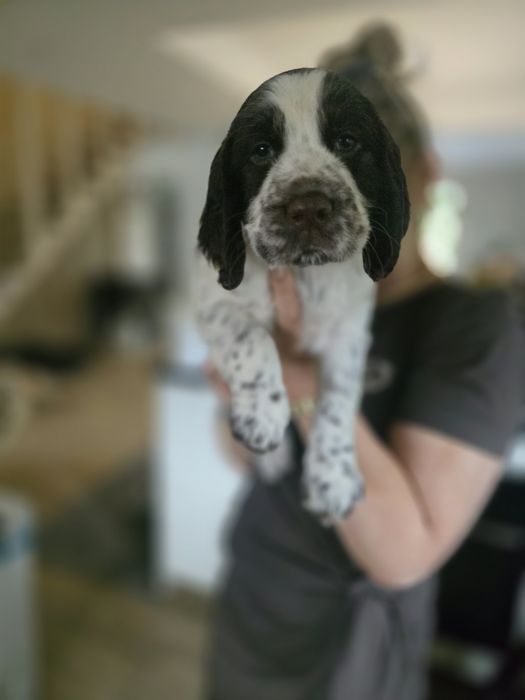 Sczenięta Springer Spaniel
