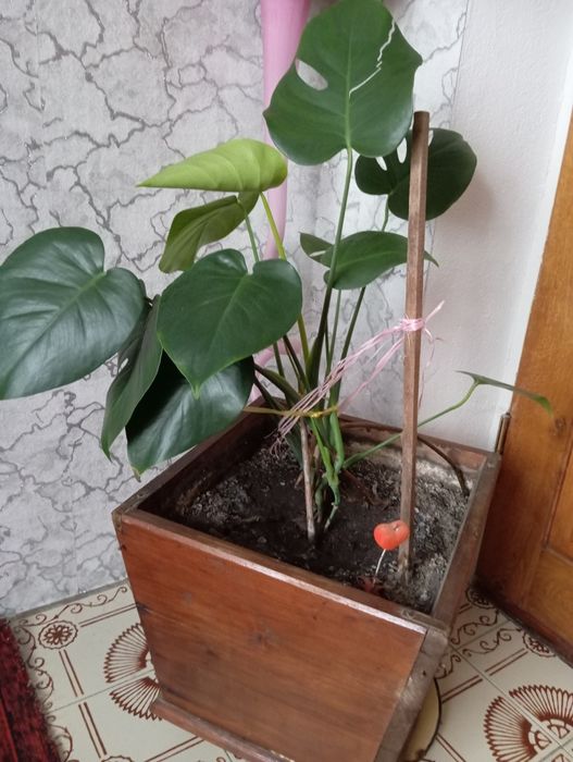 Вазон монстера .