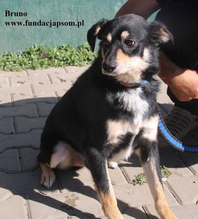 Bruno, nieduży piesek szuka rodziny