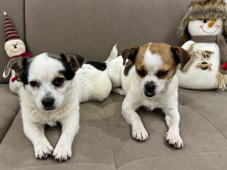 Шукаємо люблячу сім’ю для мами й донечки чіхуахуа.