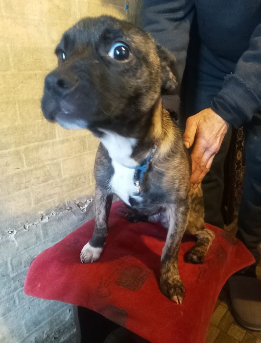 Отдам собаку в хорошие руки