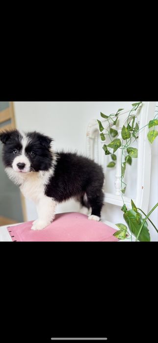 Border collie szczenię z rodowodem